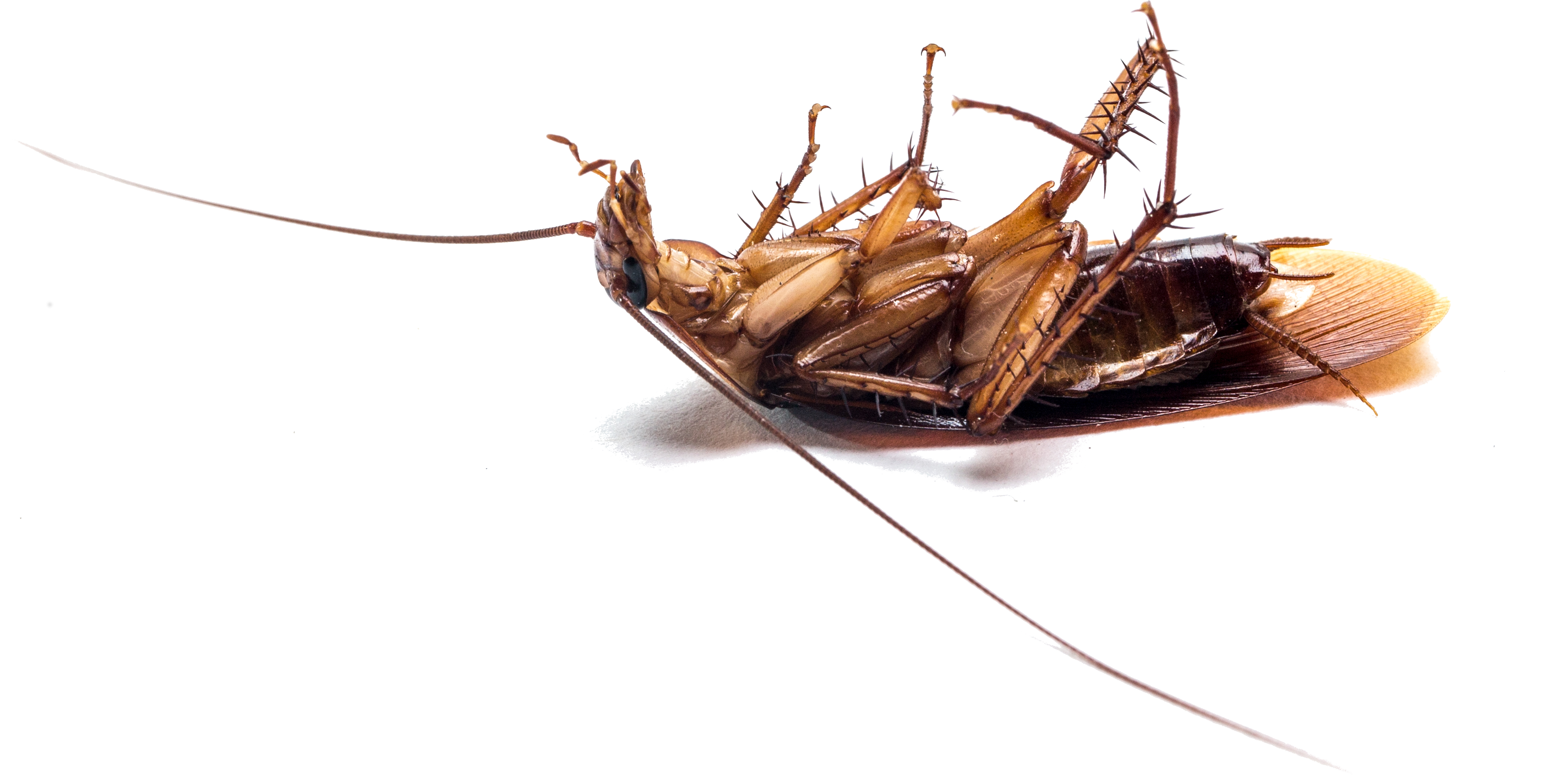 Dead Bug